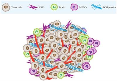 Targeted therapy for head and neck squamous cell carcinoma microenvironment